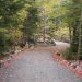 acadia national park, maine, path