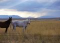 landscape, montana, big sky country