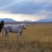 landscape, montana, big sky country