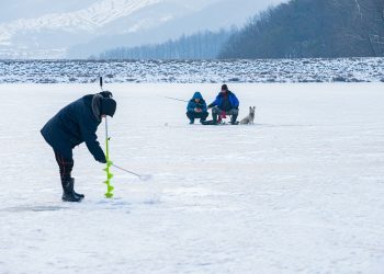 ice fishing, animal, snow