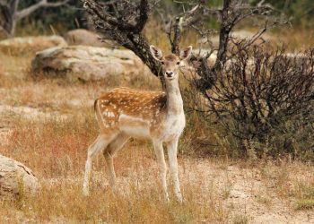 deer, fallow deer, rocks
