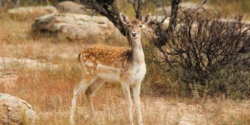 deer, fallow deer, rocks