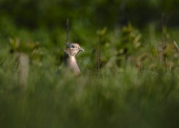 bird, pheasant, hunting