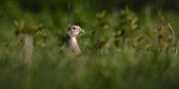 bird, pheasant, hunting