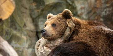 bear, grizzly, animal